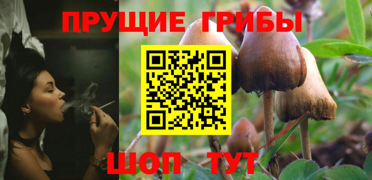 Галлюциногенные грибы Psilocybine cubensis Аргун
